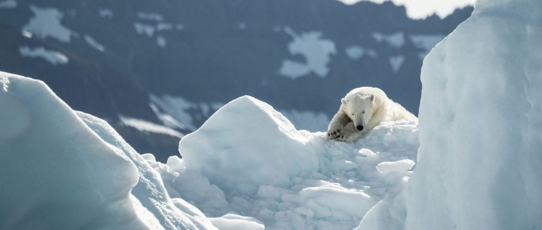 a polar bear lying on snow