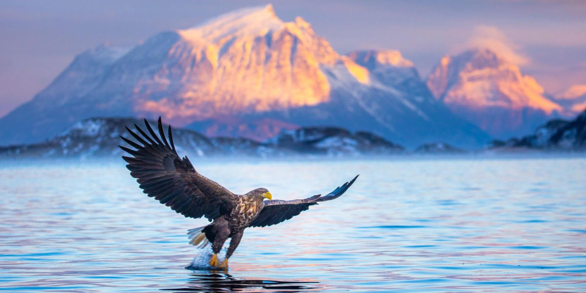 Norvège Sauvage : Sur les traces des montagnes et de la faune nordique