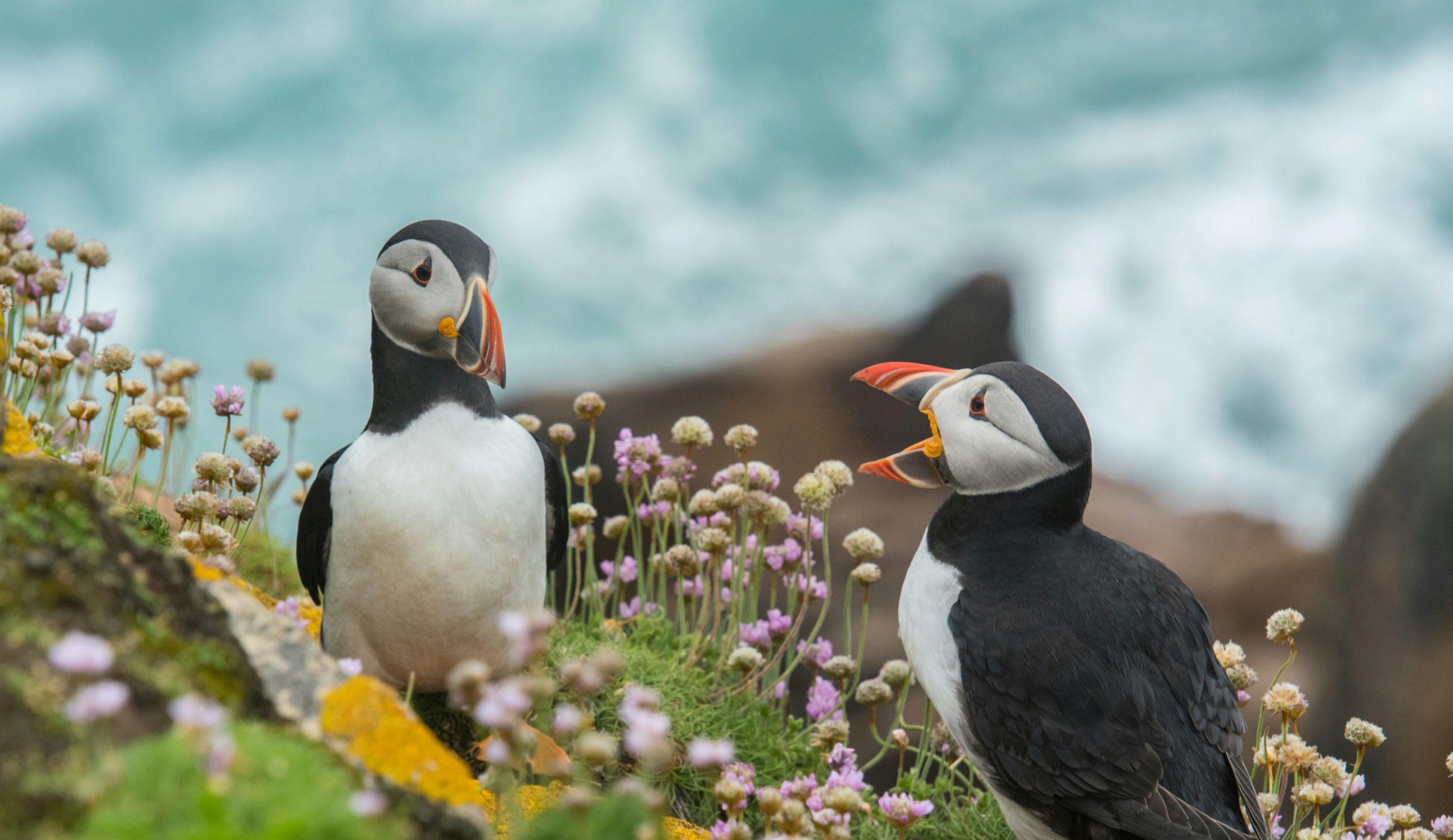 À la rencontre des macareux : 7 Raisons de Tomber Sous le Charme de ces Oiseaux Magiques